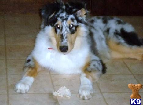 Collie Puppies in WI